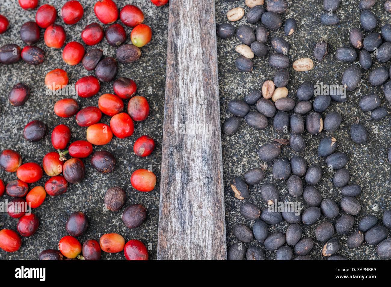 Coffee Bean Evolution: Red to Black Drying Process. Various Stages of Coffee Cherry Showing Fresh Harvested Fruits and Sun-Dried Beans, Specialty Coff Stock Photo