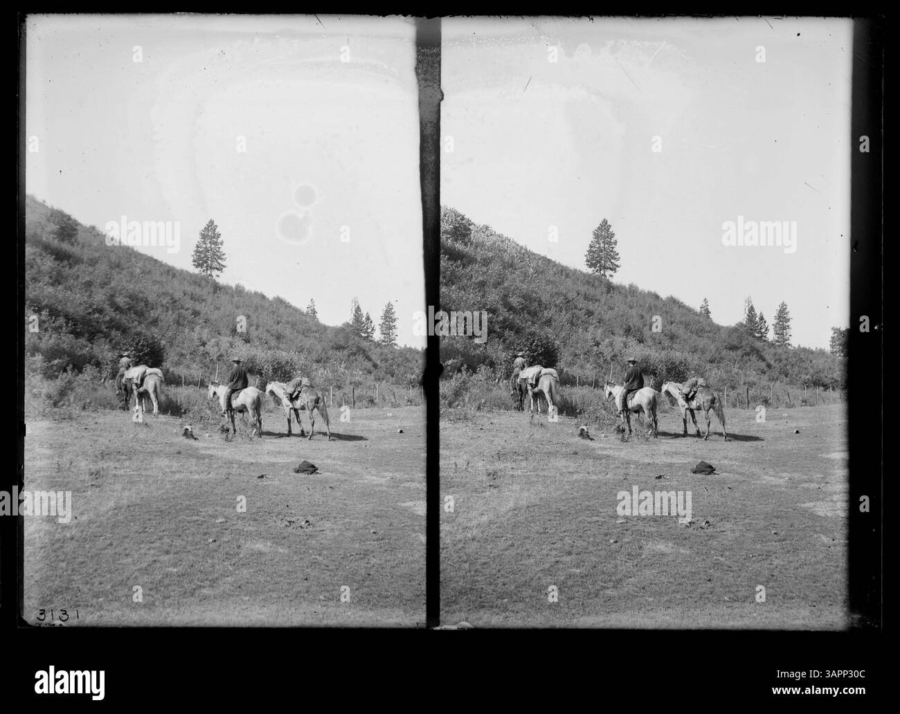 The image shows pack horses and mules in a rural setting, likely used ...
