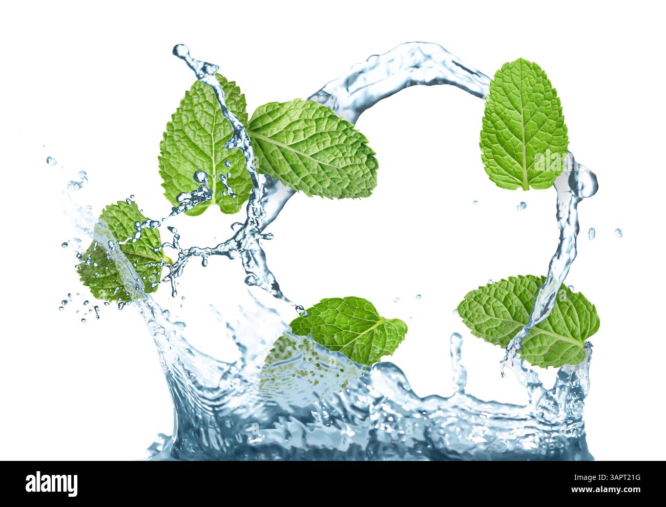 Mint leaves falling into water on white background Stock Photo