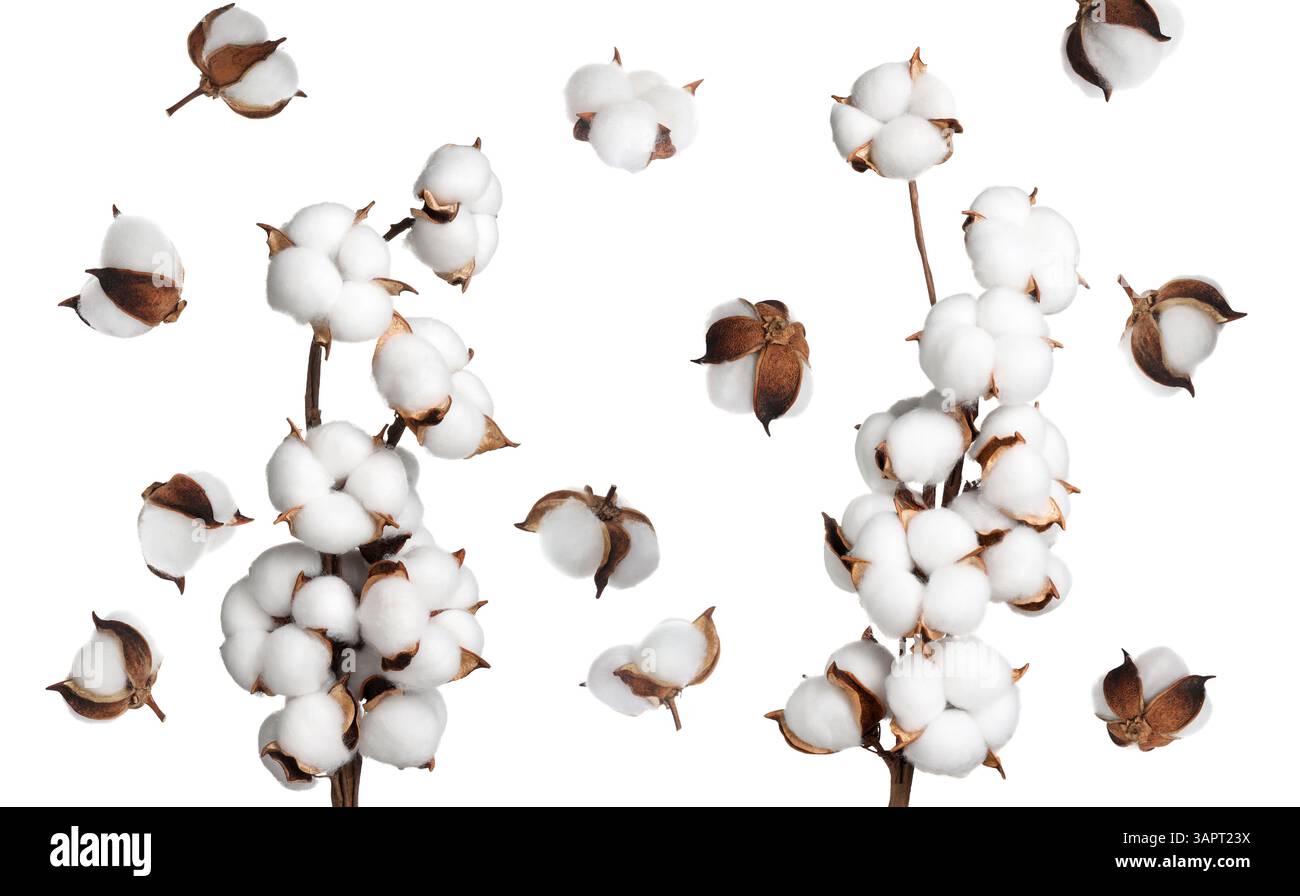 Beautiful cotton flowers on white background, collage Stock Photo