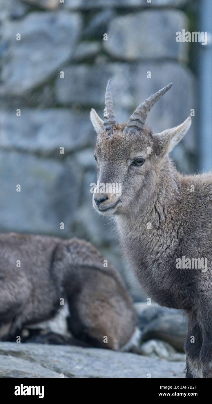 Young mountain goat standing near rocky wall, gazing calmly while another goat rests in the background Stock Photo