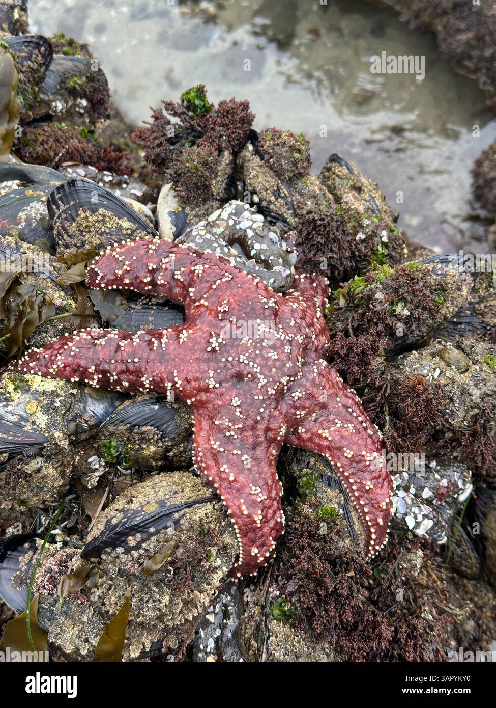 A large starfish lies on the surface waiting for the tide - Smartphone Captured Stock Image