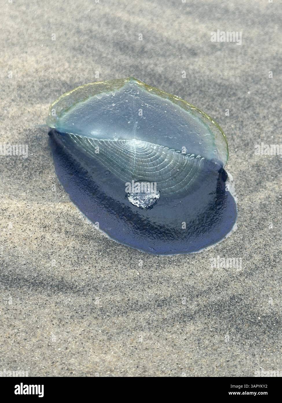 A Velella in the sandy shallows with full sail - Smartphone Captured Stock Image
