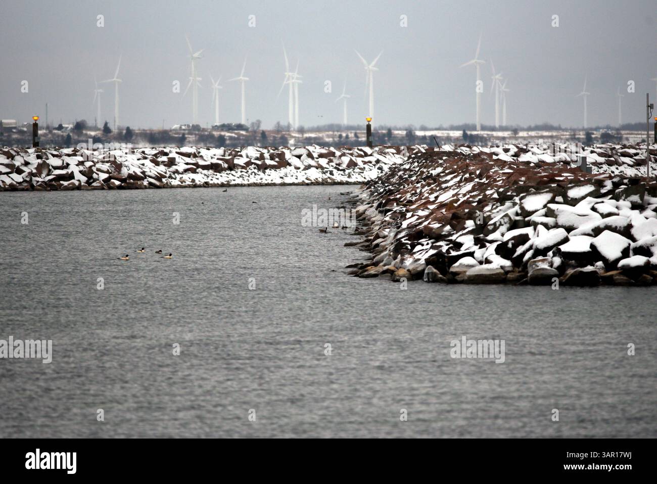 A peaceful winter waterscape in Kingston, Ontario, where ducks navigate between snow-laced breakwaters. The horizon is lined with wind turbines, mergi Stock Photo