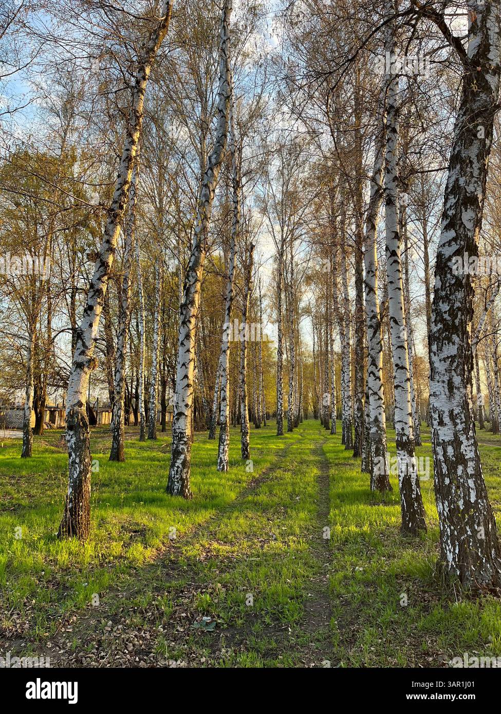 Magic spring - Smartphone Captured Stock Image