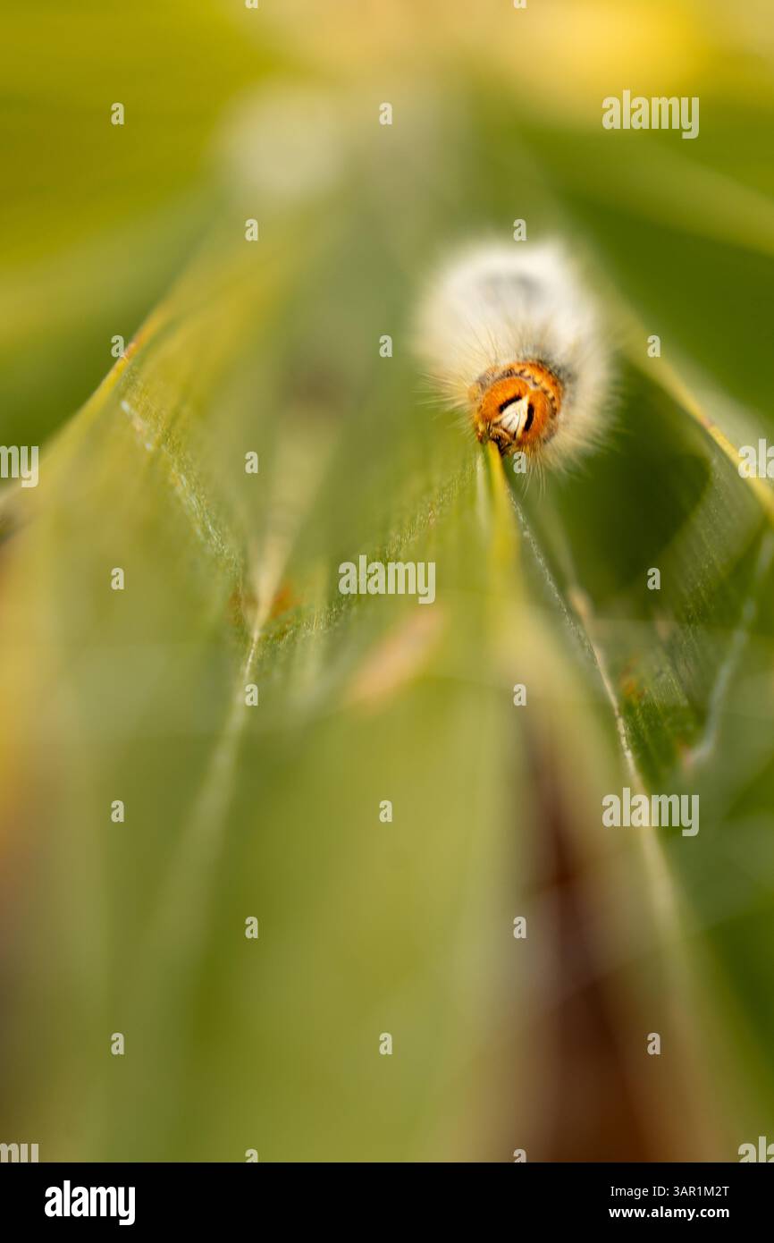 A hairy caterpillar climbs along the