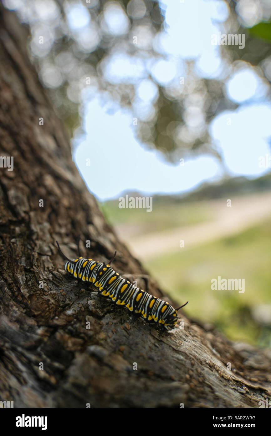 A hairy caterpillar climbs along the