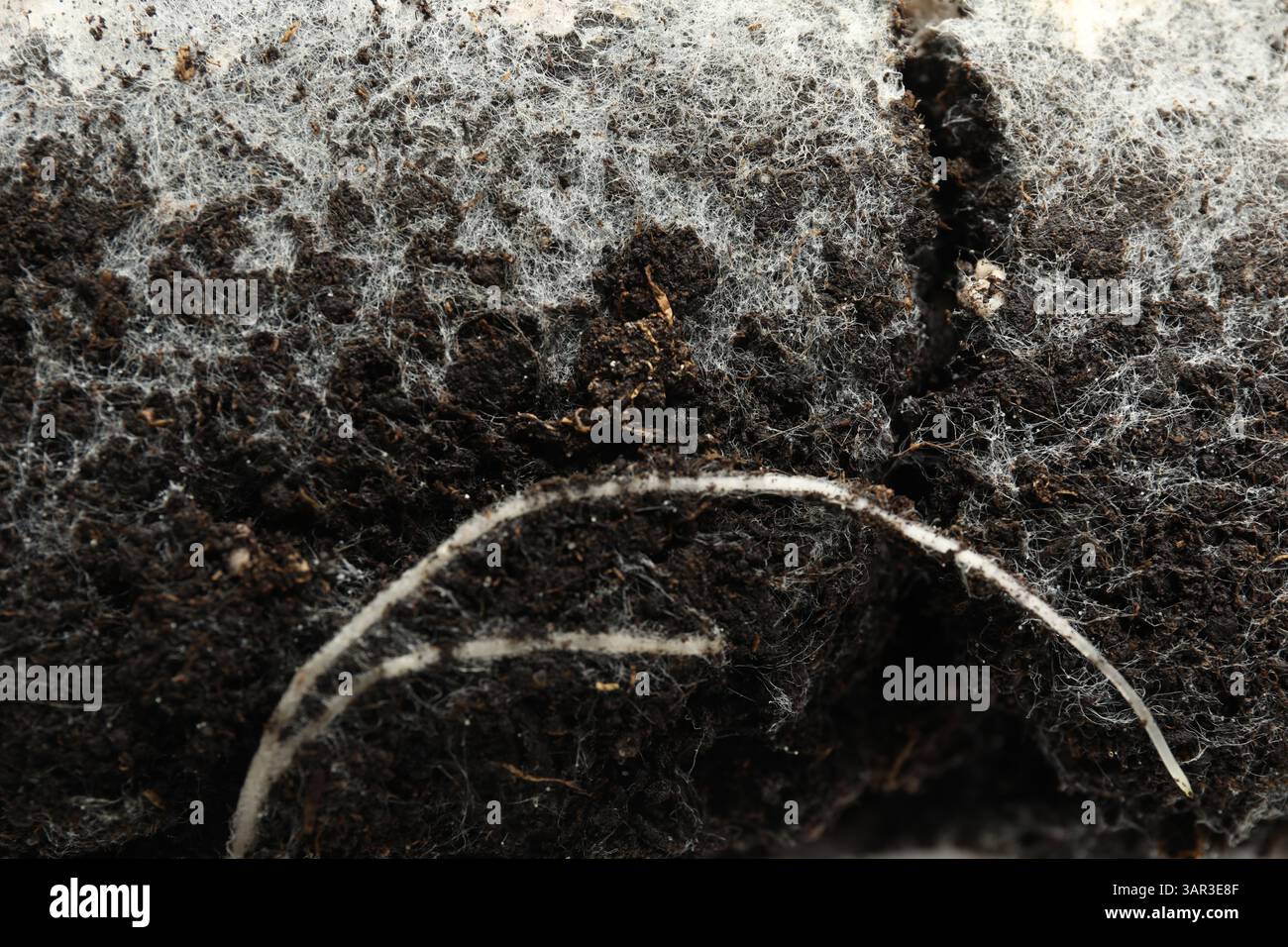 Soil fungi roots hi-res stock photography and images - Alamy