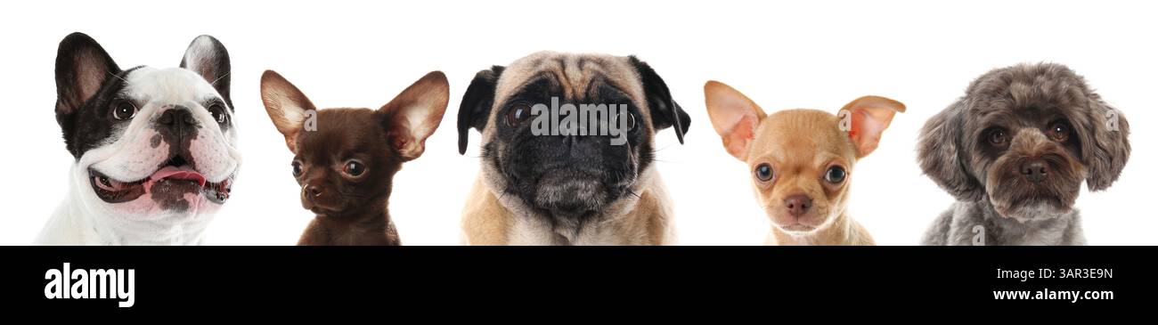 Adorable dogs peeking out against white background Stock Photo - Alamy