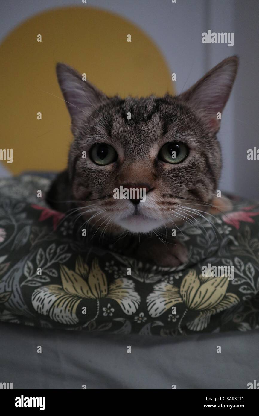 Indoor Tabby Cat laying on a green duvet with a yellow decoration on the wall in the background Stock Photo
