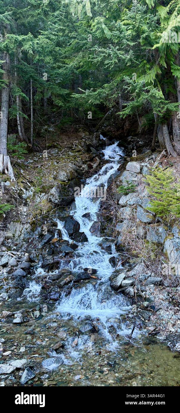 Rocky Stream Flowing Through Forest Slope - Smartphone Captured Stock Image