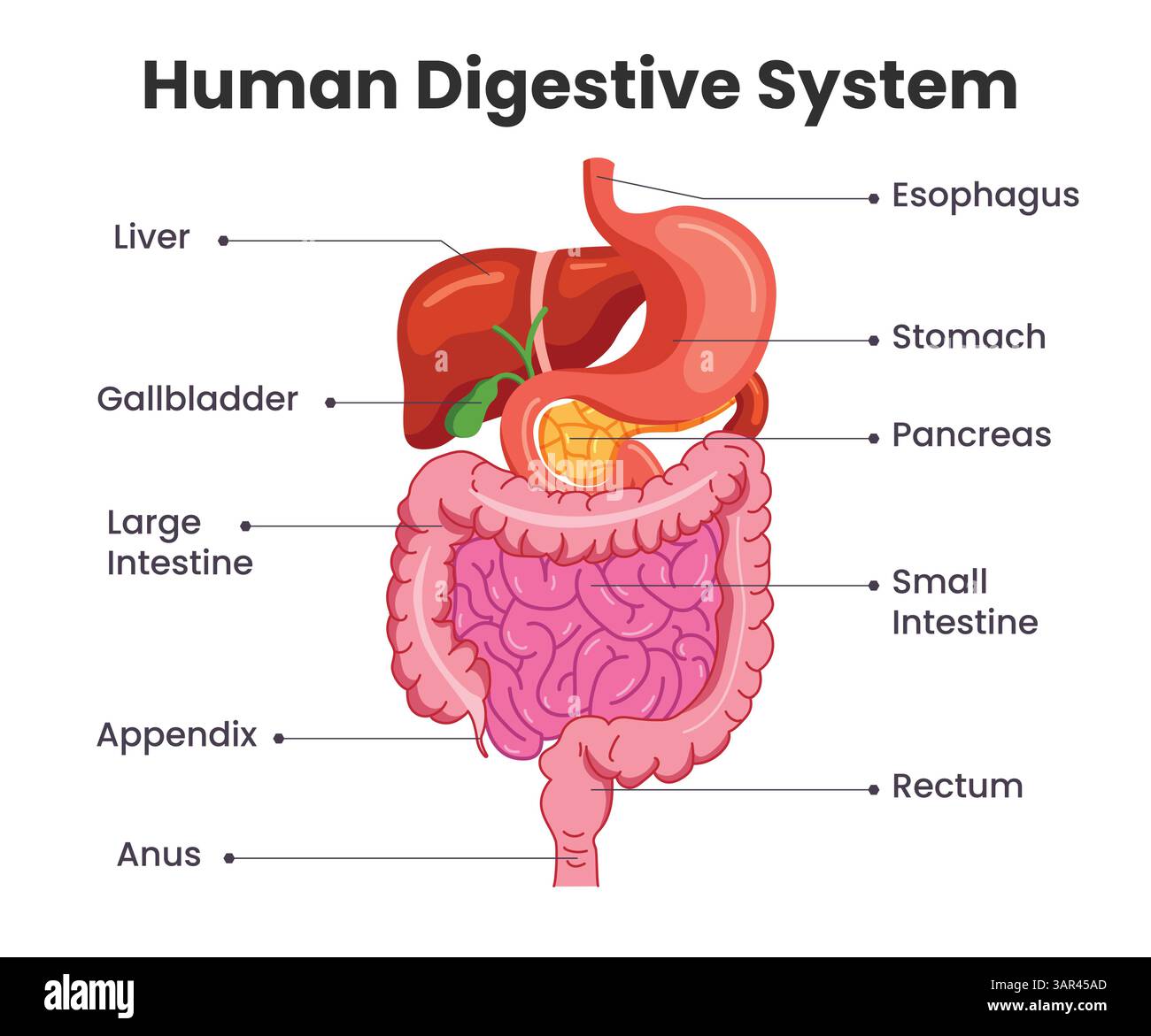 Human digestive system chart clipart - Human Digestive System Chart Clipart Digestive System Drawing Clip Art With Label Of Internal Body Organs Infographic Diagram For Elementary 3AR45AD