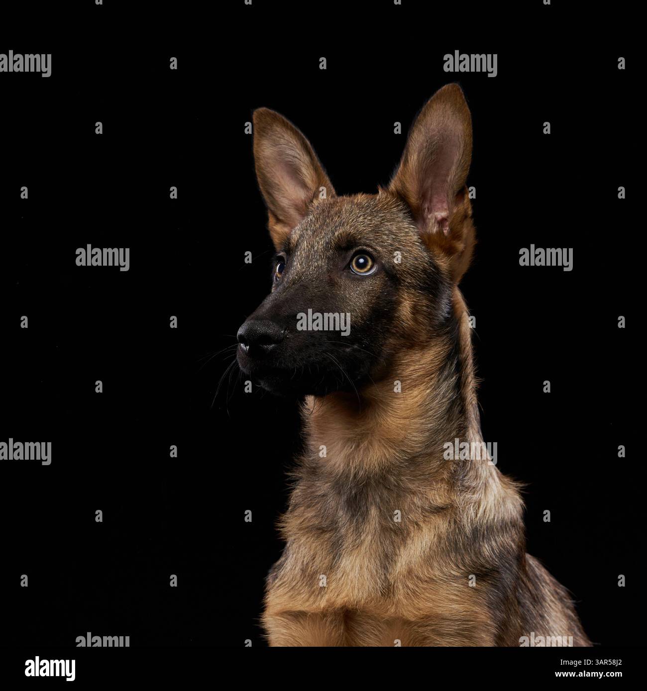 A wolfdog puppy looks upwards against a black background, showcasing its sharp profile. The dark backdrop enhances the dog's striking features. Stock Photo