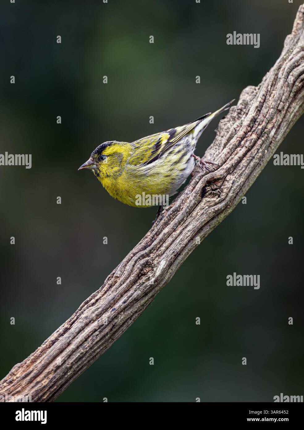 A Male Siskin Spinus spinus perched  on a dead branch in a North Norfolk garden, UK Stock Photo