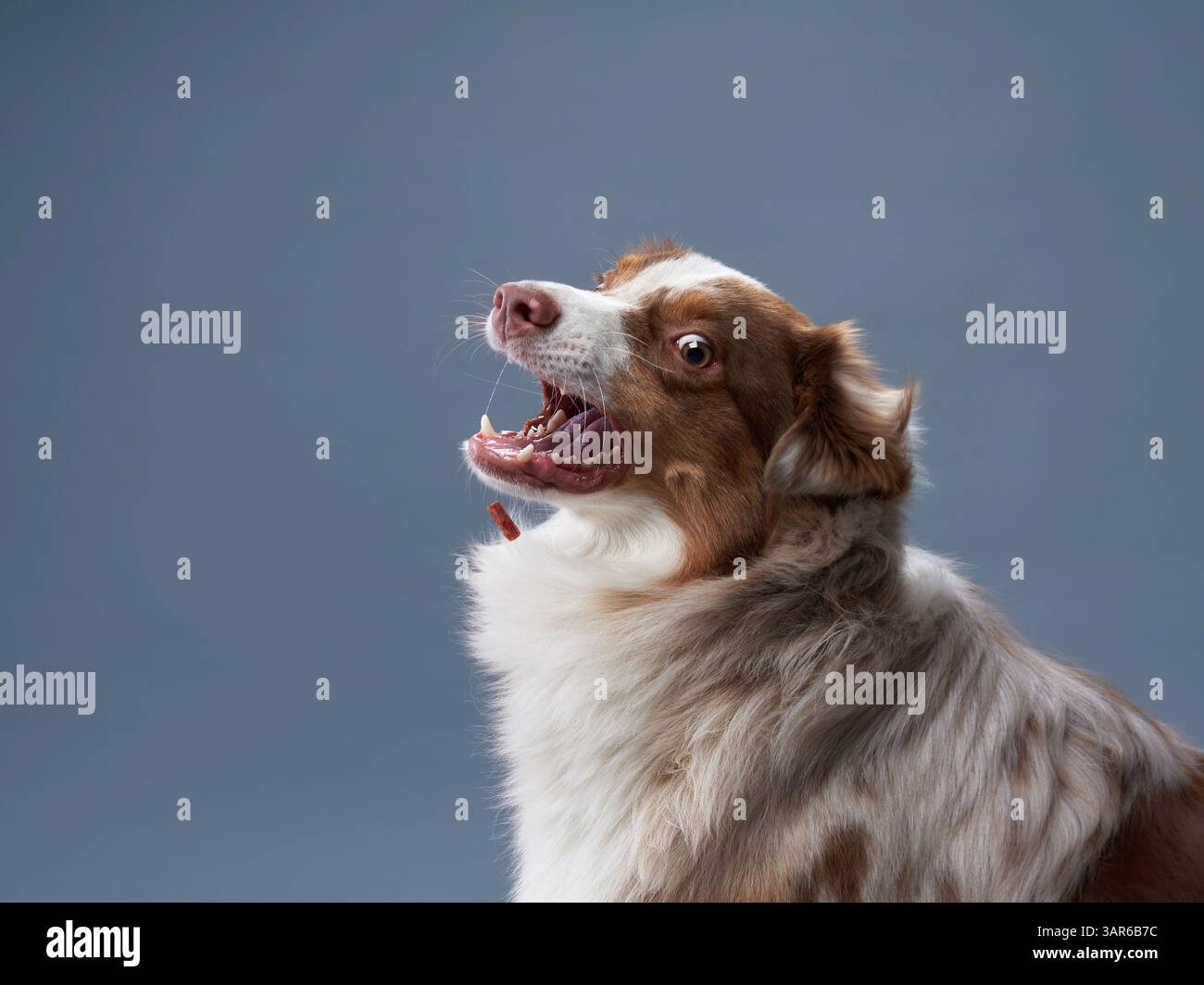 An Australian Shepherd dog looks upward with curiosity. The dog's face is expressive, and its coat is well-groomed. Stock Photo