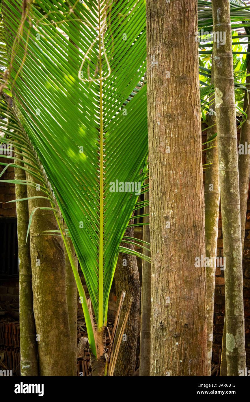 Slender botanical forms hi-res stock photography and images - Alamy
