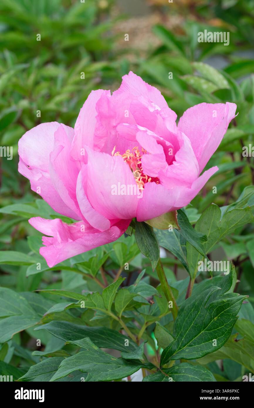 Paeonia First Arrival, peony First Arrival, semi-double, Itoh peony with saucer-shaped pink flowers in spring Stock Photo