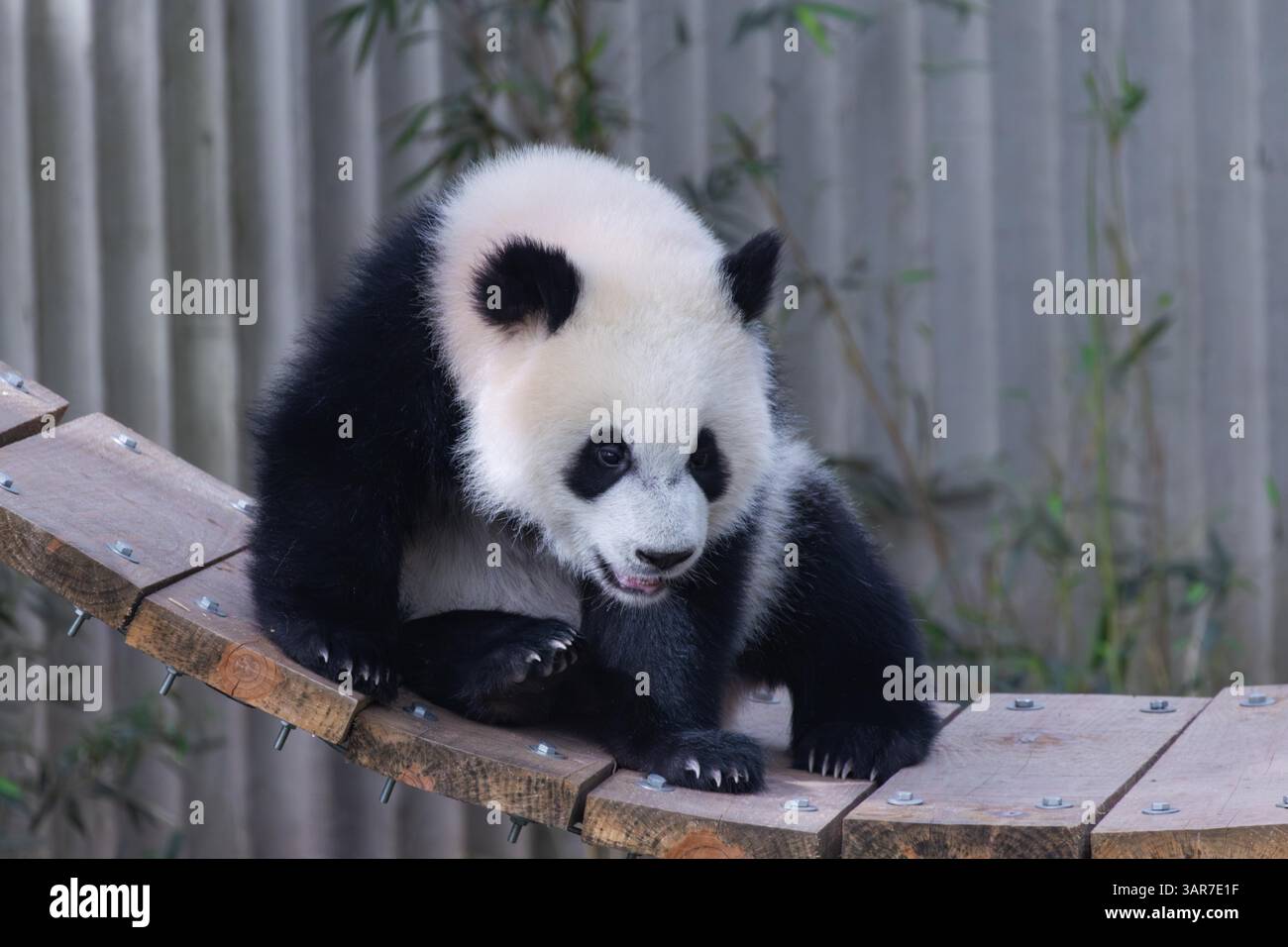 Giant pandas enjoy spring time at Chongqing Zoo, Chongqing, China, 12 ...