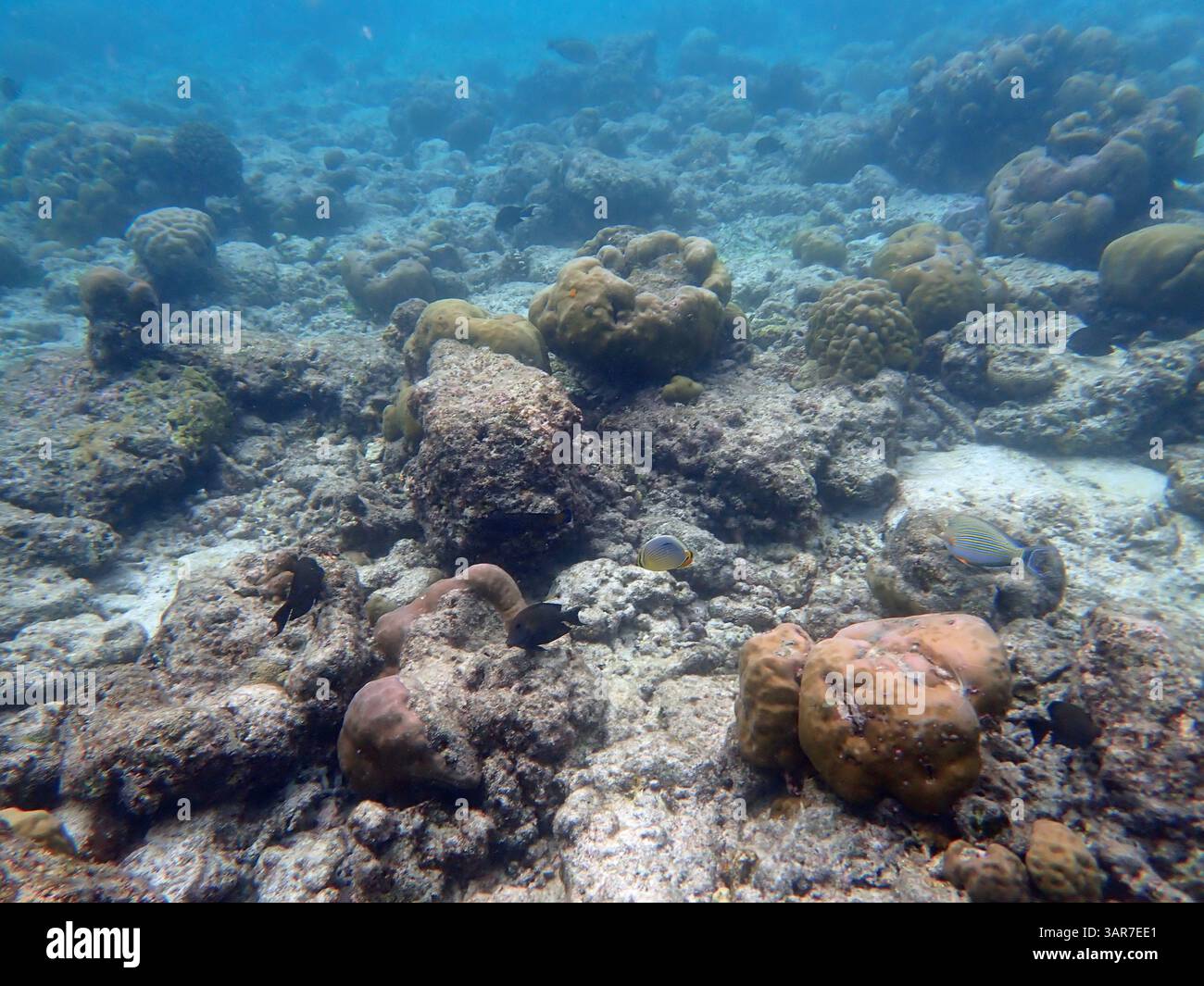 coral reef on the maldives islands Stock Photo - Alamy
