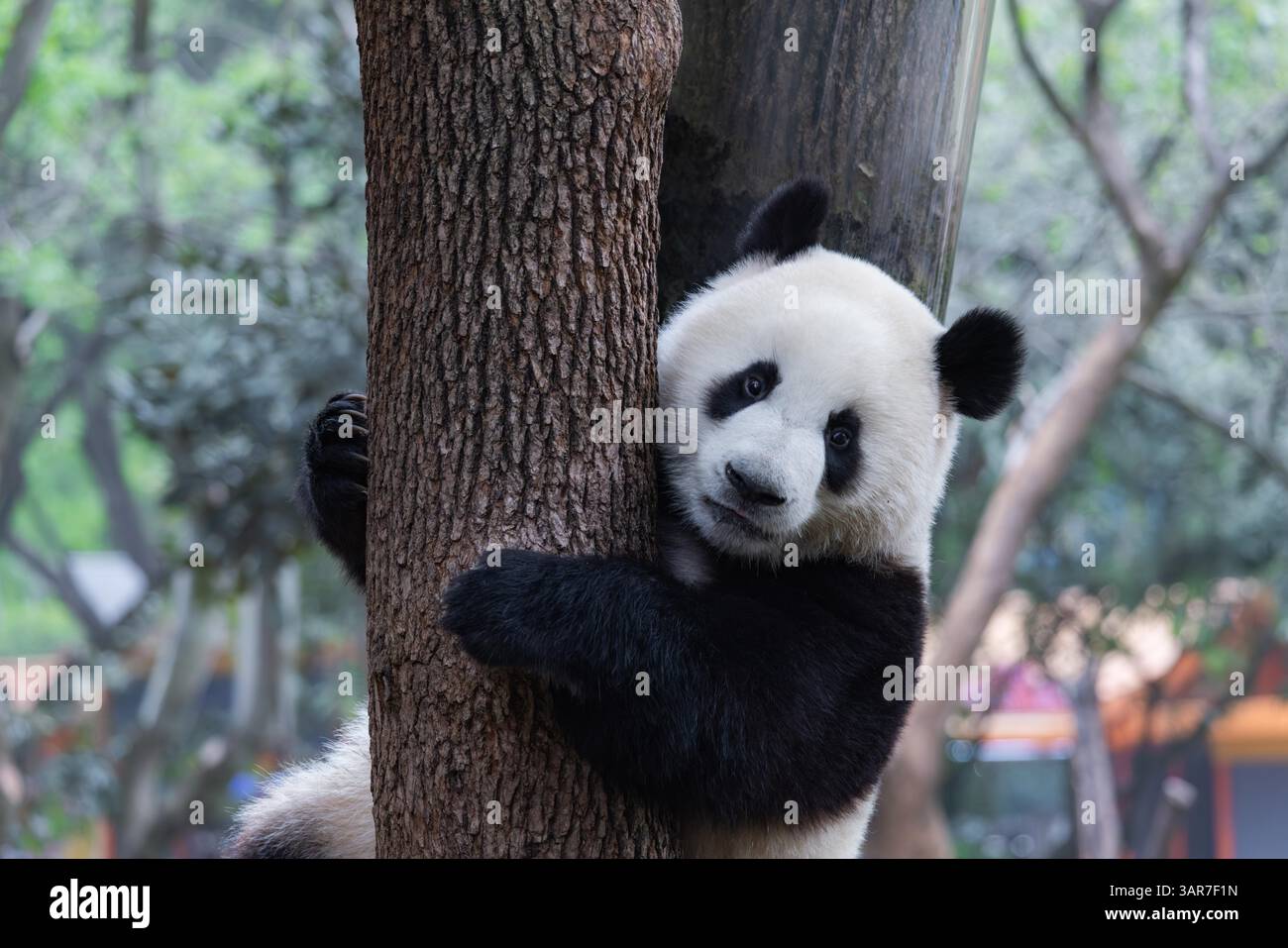 Giant pandas enjoy spring time at Chongqing Zoo, Chongqing, China, 12 ...