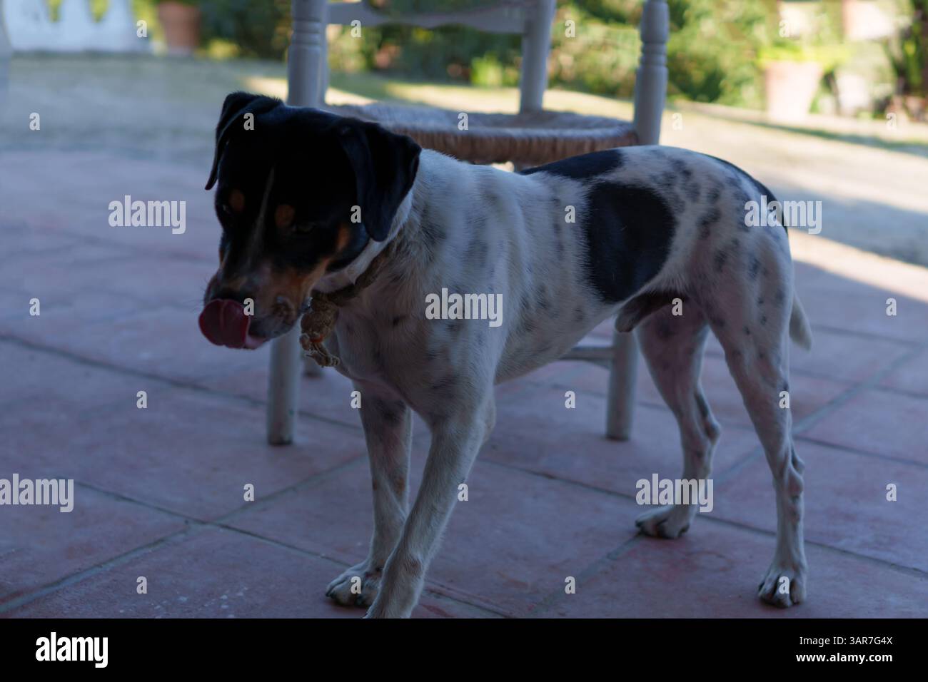 Bodeguero andaluz dog licking its nose in a rustic courtyard setting Stock Photo