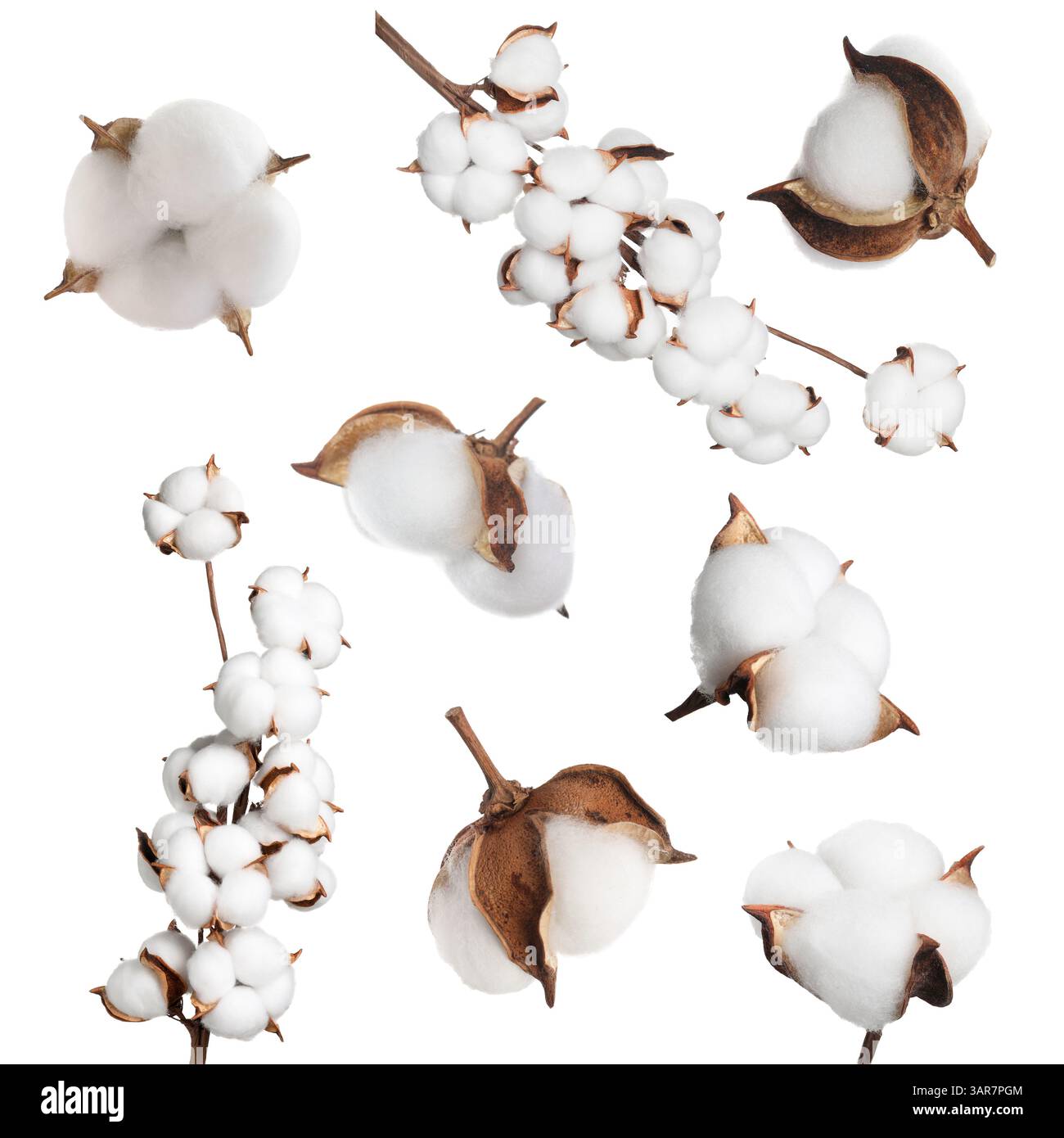 Beautiful cotton flowers on white background, collage Stock Photo