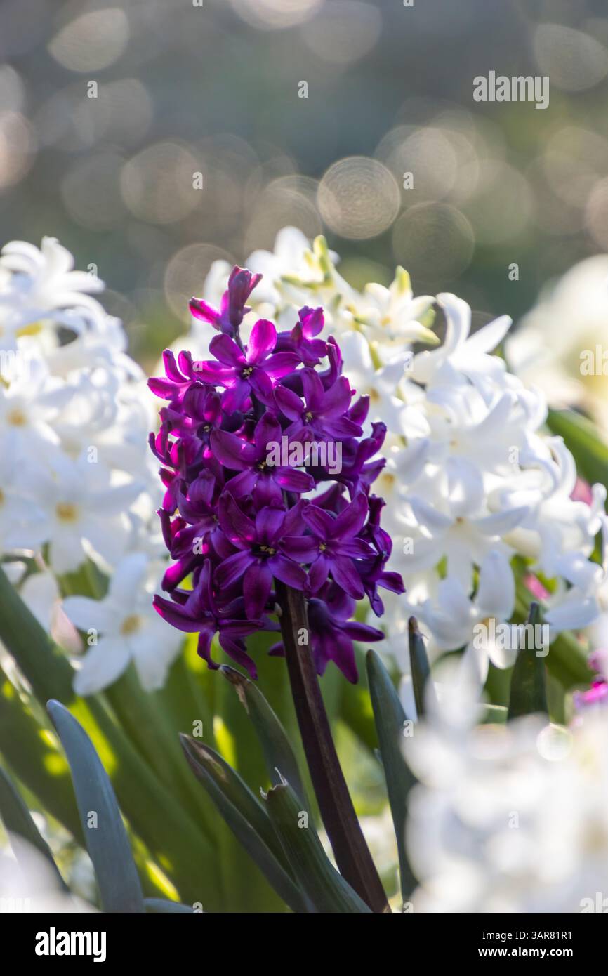 A striking purple hyacinth stands out amidst clusters of delicate white