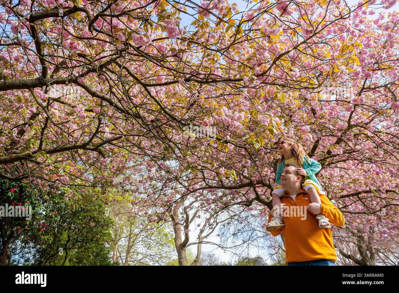 Uk Midlands Spring Halesowen, West Midlands, UK. 5 year old Millie Willetts enjoys the ...
