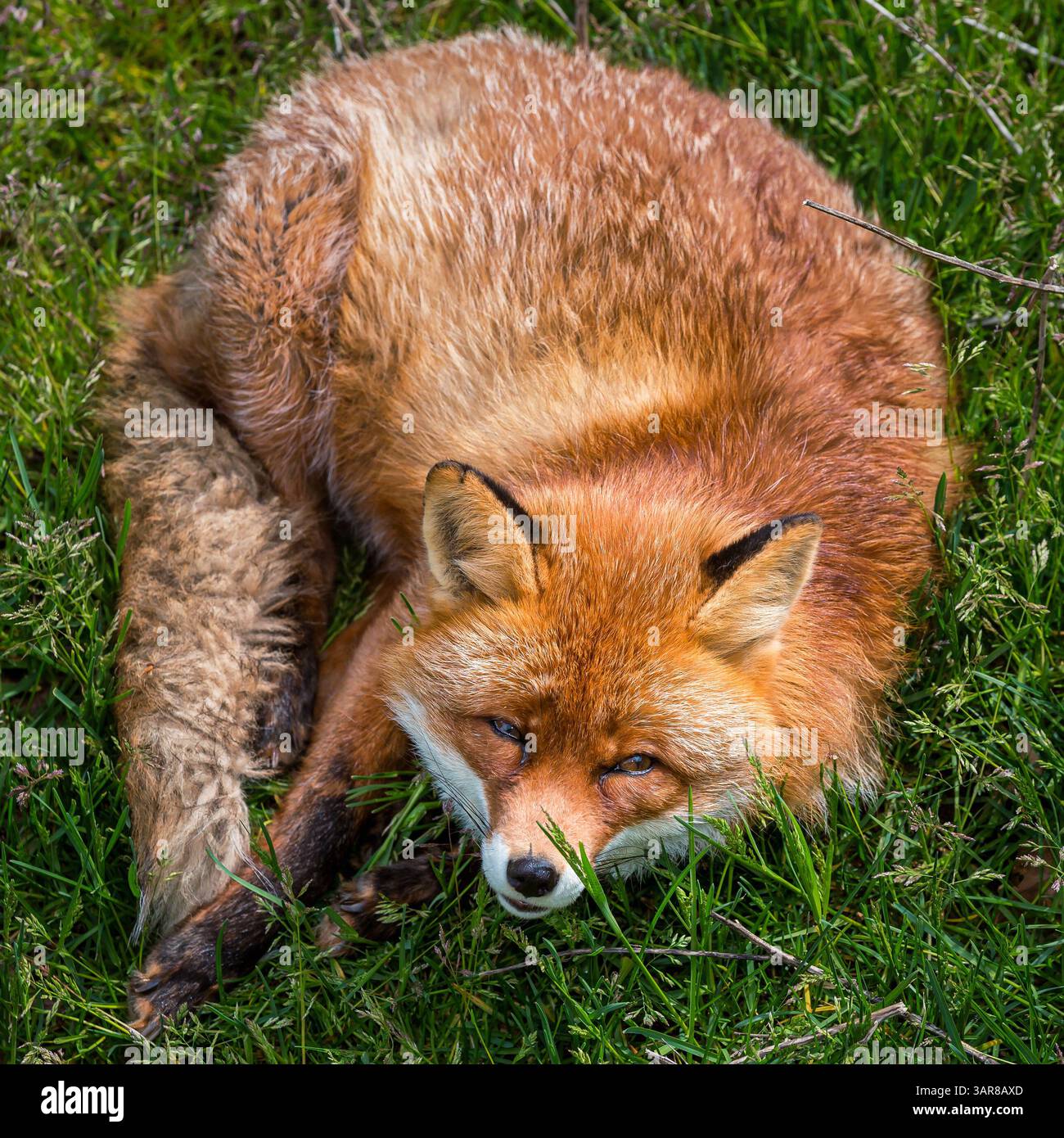 Red Fox (Vulpes vulpes), Sweden Stock Photo