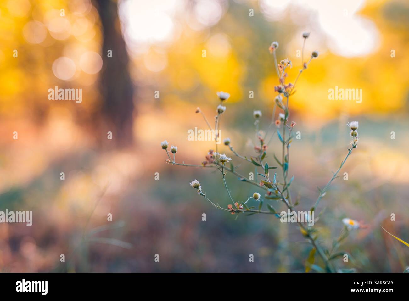 Cute lovely autumn flowers with dreamy colors blurred bokeh lush foliage colorful seasonal nature background soft focus vibrant floral scene Stock Photo