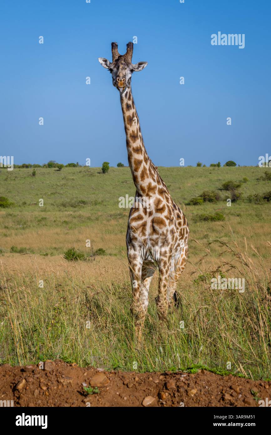 Stock photo giraffe hi-res stock photography and images - Alamy, image size:866x1390
