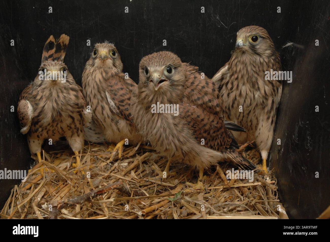 NABU Aufzuchtstation für Wildtiere in Leiferde Waisenhaus für Tiere -graf- MOBILTELEFON 00491773193050 INFO-HANNOVER.DE Friedrich Engels Strasse 31, 30880 Laatzen , Region Hannover , Germany Bankverbindung: Sparkasse Hannover 25050180 Konto 25069276 Mit der Verwendung des s akzeptieren Sie die AGB von Auszug: III. Nutzungsrechte 1. Der Kunde erwirbt grundsätzlich nur ein einfaches Nutzungsrecht zur einmaligen Verwendung. 6. Der Kunde ist nicht berechtigt, die ihm eingeräumten Nutzungsrechte ganz oder teilweise auf Dritte, auch nicht auf andere Konzern- oder Tochterunternehmen, zu übertragen. * Stock Photo