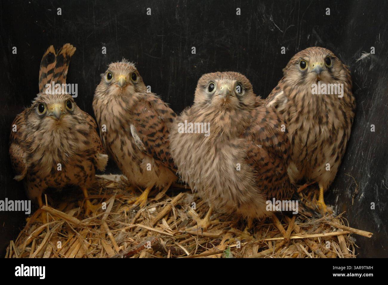 NABU Aufzuchtstation für Wildtiere in Leiferde Waisenhaus für Tiere -graf- MOBILTELEFON 00491773193050 INFO-HANNOVER.DE Friedrich Engels Strasse 31, 30880 Laatzen , Region Hannover , Germany Bankverbindung: Sparkasse Hannover 25050180 Konto 25069276 Mit der Verwendung des s akzeptieren Sie die AGB von Auszug: III. Nutzungsrechte 1. Der Kunde erwirbt grundsätzlich nur ein einfaches Nutzungsrecht zur einmaligen Verwendung. 6. Der Kunde ist nicht berechtigt, die ihm eingeräumten Nutzungsrechte ganz oder teilweise auf Dritte, auch nicht auf andere Konzern- oder Tochterunternehmen, zu übertragen. * Stock Photo