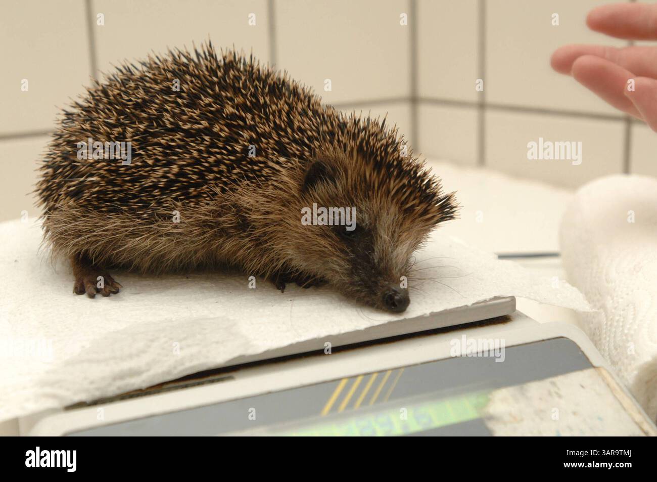 NABU Aufzuchtstation für Wildtiere in Leiferde Waisenhaus für Tiere -graf- MOBILTELEFON 00491773193050 INFO-HANNOVER.DE Friedrich Engels Strasse 31, 30880 Laatzen , Region Hannover , Germany Bankverbindung: Sparkasse Hannover 25050180 Konto 25069276 Mit der Verwendung des s akzeptieren Sie die AGB von Auszug: III. Nutzungsrechte 1. Der Kunde erwirbt grundsätzlich nur ein einfaches Nutzungsrecht zur einmaligen Verwendung. 6. Der Kunde ist nicht berechtigt, die ihm eingeräumten Nutzungsrechte ganz oder teilweise auf Dritte, auch nicht auf andere Konzern- oder Tochterunternehmen, zu übertragen. * Stock Photo