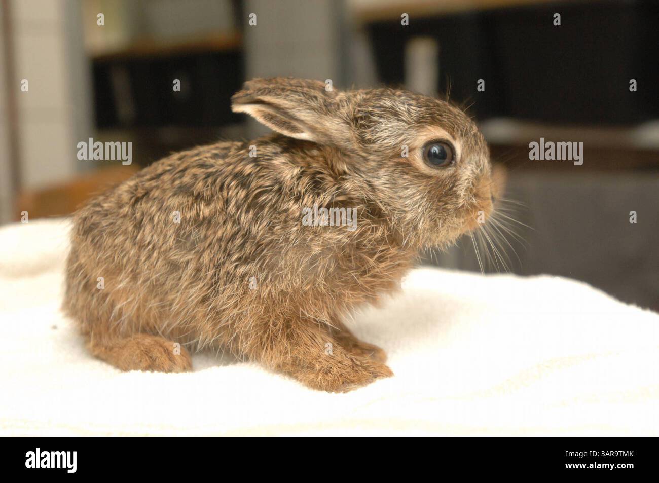 NABU Aufzuchtstation für Wildtiere in Leiferde Waisenhaus für Tiere -graf- MOBILTELEFON 00491773193050 INFO-HANNOVER.DE Friedrich Engels Strasse 31, 30880 Laatzen , Region Hannover , Germany Bankverbindung: Sparkasse Hannover 25050180 Konto 25069276 Mit der Verwendung des s akzeptieren Sie die AGB von Auszug: III. Nutzungsrechte 1. Der Kunde erwirbt grundsätzlich nur ein einfaches Nutzungsrecht zur einmaligen Verwendung. 6. Der Kunde ist nicht berechtigt, die ihm eingeräumten Nutzungsrechte ganz oder teilweise auf Dritte, auch nicht auf andere Konzern- oder Tochterunternehmen, zu übertragen. * Stock Photo