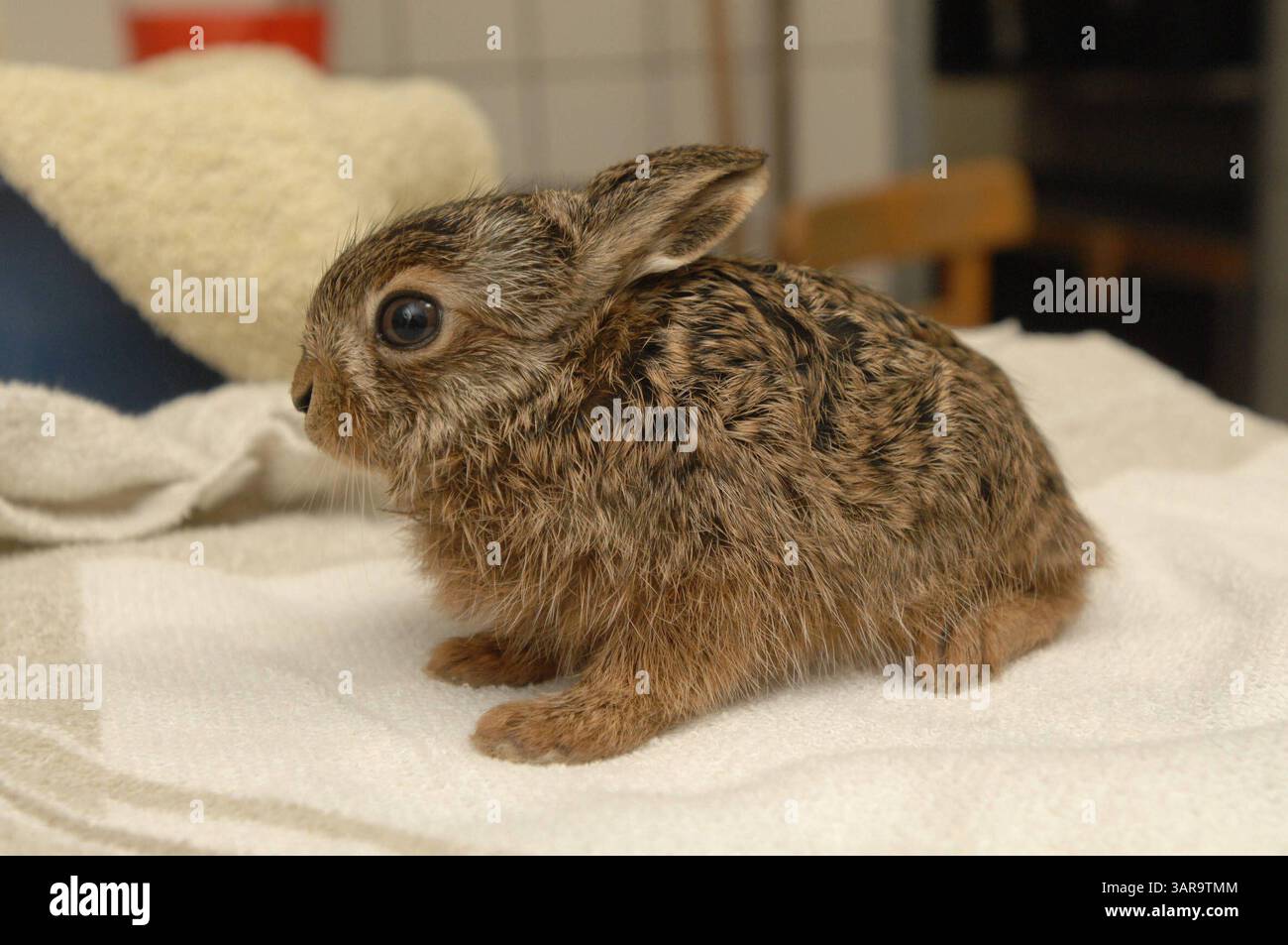 NABU Aufzuchtstation für Wildtiere in Leiferde Waisenhaus für Tiere -graf- MOBILTELEFON 00491773193050 INFO-HANNOVER.DE Friedrich Engels Strasse 31, 30880 Laatzen , Region Hannover , Germany Bankverbindung: Sparkasse Hannover 25050180 Konto 25069276 Mit der Verwendung des s akzeptieren Sie die AGB von Auszug: III. Nutzungsrechte 1. Der Kunde erwirbt grundsätzlich nur ein einfaches Nutzungsrecht zur einmaligen Verwendung. 6. Der Kunde ist nicht berechtigt, die ihm eingeräumten Nutzungsrechte ganz oder teilweise auf Dritte, auch nicht auf andere Konzern- oder Tochterunternehmen, zu übertragen. * Stock Photo