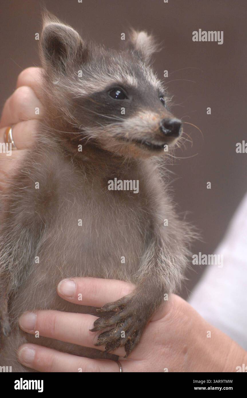 NABU Aufzuchtstation für Wildtiere in Leiferde Waisenhaus für Tiere -graf- MOBILTELEFON 00491773193050 INFO-HANNOVER.DE Friedrich Engels Strasse 31, 30880 Laatzen , Region Hannover , Germany Bankverbindung: Sparkasse Hannover 25050180 Konto 25069276 Mit der Verwendung des s akzeptieren Sie die AGB von Auszug: III. Nutzungsrechte 1. Der Kunde erwirbt grundsätzlich nur ein einfaches Nutzungsrecht zur einmaligen Verwendung. 6. Der Kunde ist nicht berechtigt, die ihm eingeräumten Nutzungsrechte ganz oder teilweise auf Dritte, auch nicht auf andere Konzern- oder Tochterunternehmen, zu übertragen. * Stock Photo