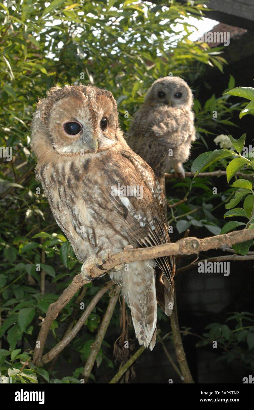 NABU Aufzuchtstation für Wildtiere in Leiferde Waisenhaus für Tiere -graf- MOBILTELEFON 00491773193050 INFO-HANNOVER.DE Friedrich Engels Strasse 31, 30880 Laatzen , Region Hannover , Germany Bankverbindung: Sparkasse Hannover 25050180 Konto 25069276 Mit der Verwendung des s akzeptieren Sie die AGB von Auszug: III. Nutzungsrechte 1. Der Kunde erwirbt grundsätzlich nur ein einfaches Nutzungsrecht zur einmaligen Verwendung. 6. Der Kunde ist nicht berechtigt, die ihm eingeräumten Nutzungsrechte ganz oder teilweise auf Dritte, auch nicht auf andere Konzern- oder Tochterunternehmen, zu übertragen. * Stock Photo