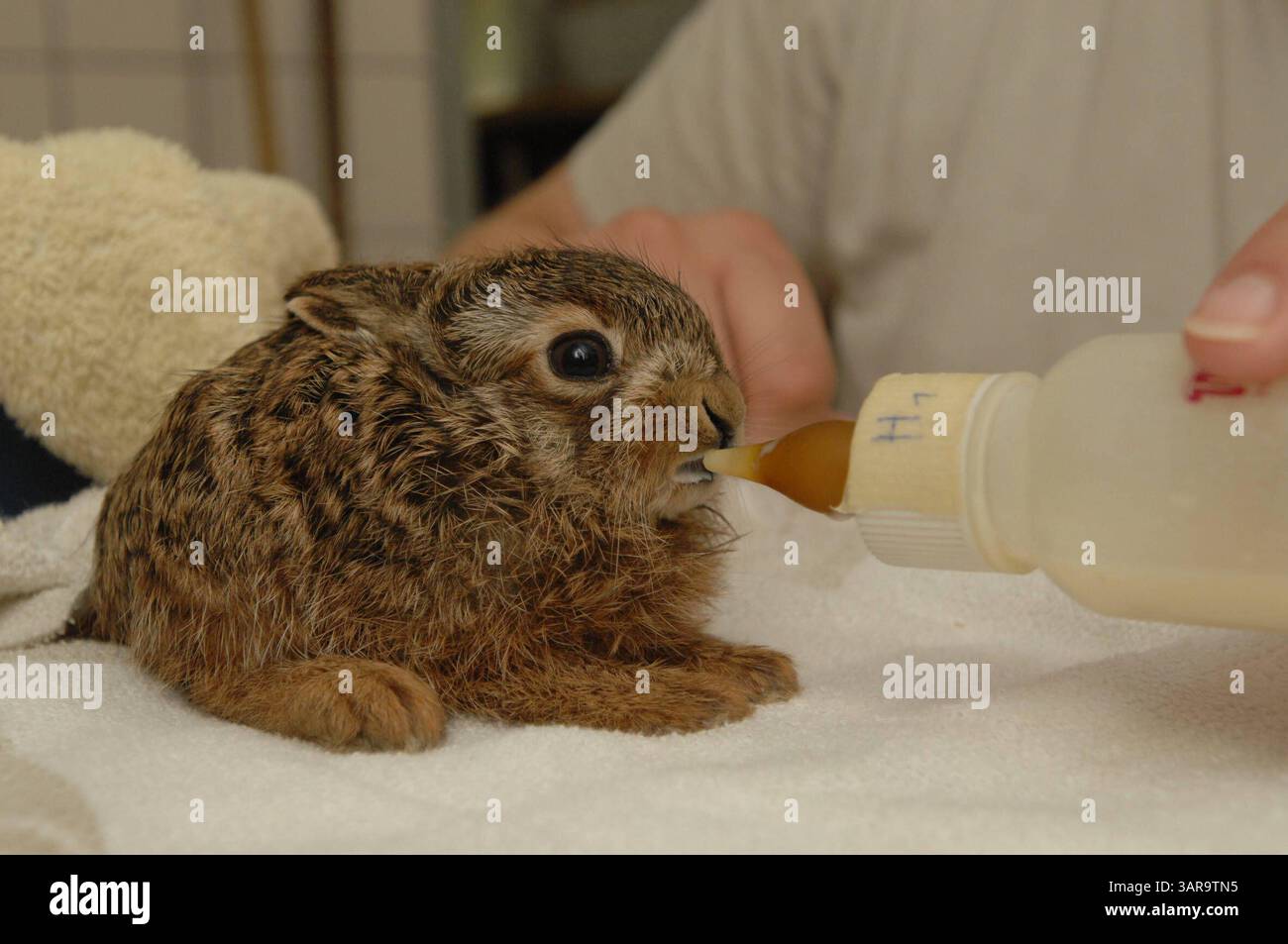 NABU Aufzuchtstation für Wildtiere in Leiferde Waisenhaus für Tiere -graf- MOBILTELEFON 00491773193050 INFO-HANNOVER.DE Friedrich Engels Strasse 31, 30880 Laatzen , Region Hannover , Germany Bankverbindung: Sparkasse Hannover 25050180 Konto 25069276 Mit der Verwendung des s akzeptieren Sie die AGB von Auszug: III. Nutzungsrechte 1. Der Kunde erwirbt grundsätzlich nur ein einfaches Nutzungsrecht zur einmaligen Verwendung. 6. Der Kunde ist nicht berechtigt, die ihm eingeräumten Nutzungsrechte ganz oder teilweise auf Dritte, auch nicht auf andere Konzern- oder Tochterunternehmen, zu übertragen. * Stock Photo