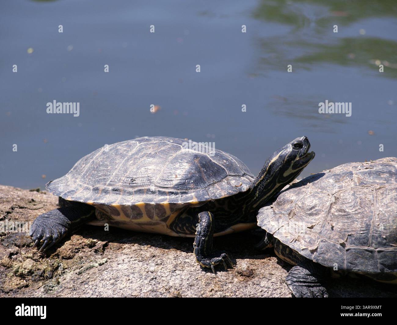 Resting sea turtle motion hi-res stock photography and images - Alamy