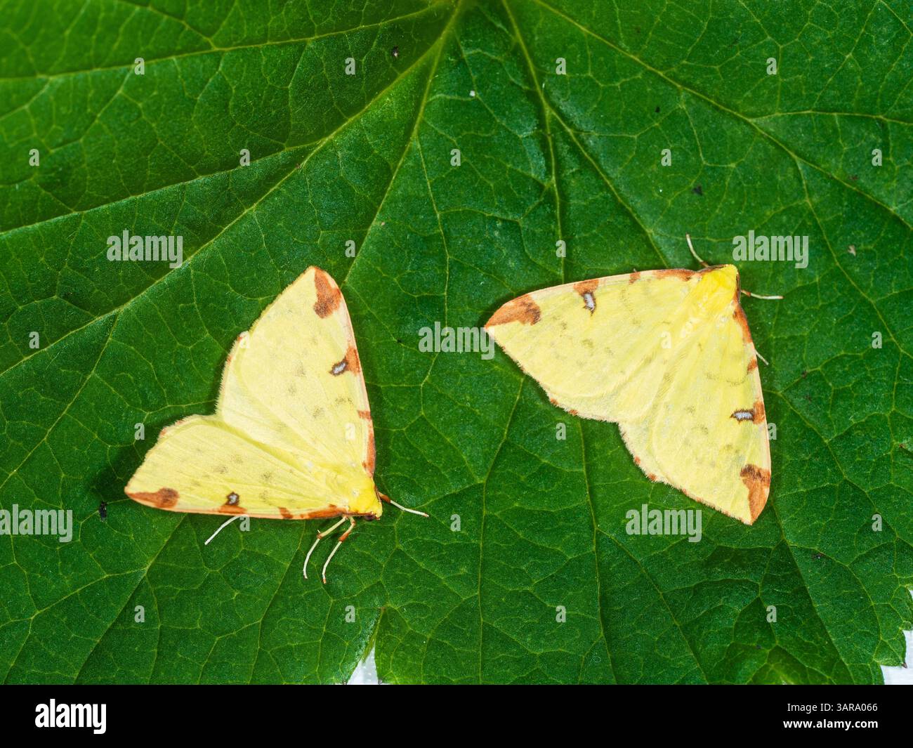 Flying Geometer Moth Two UK geometer garden moths, Brimstone, Opisthograptis luteolata, in ...