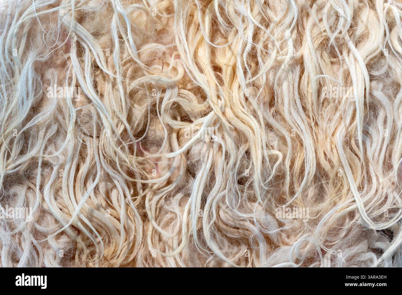 Close up view of wild wool fibers creating a soft and delicate background texture Stock Photo