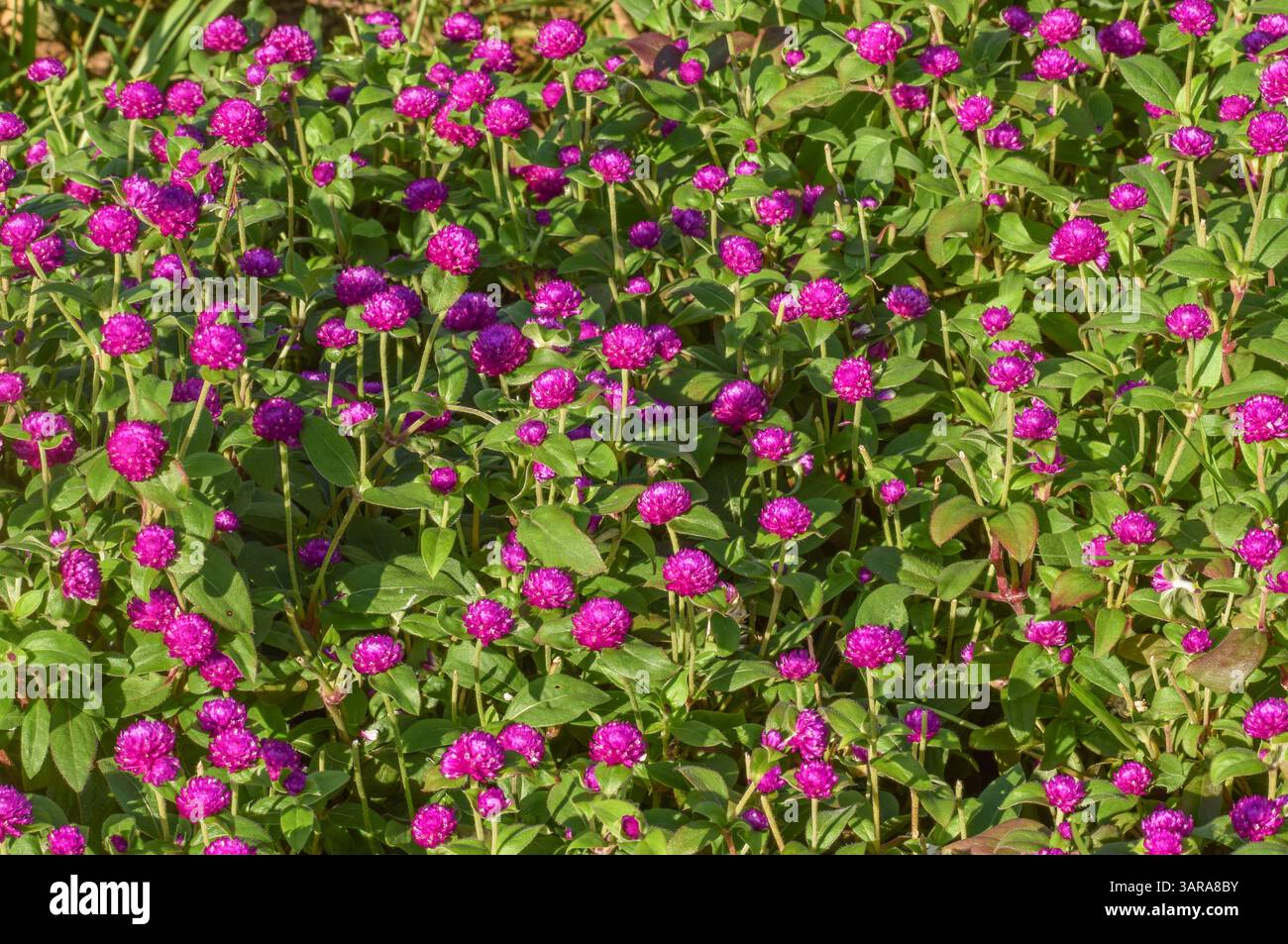 Omphrena globosa, more commonly known as globe amaranth, is an edible plant  which attracts bees. Photographed in the western part of Singapore. Stock Photo