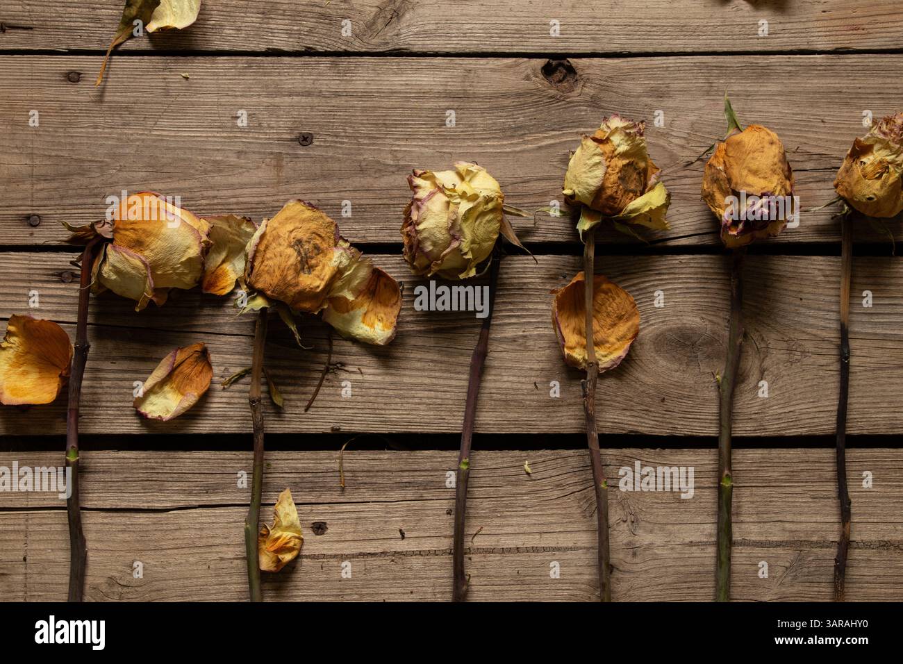 White Roses Row Dried white roses lie in a row on an old wooden table, roses, dried ...