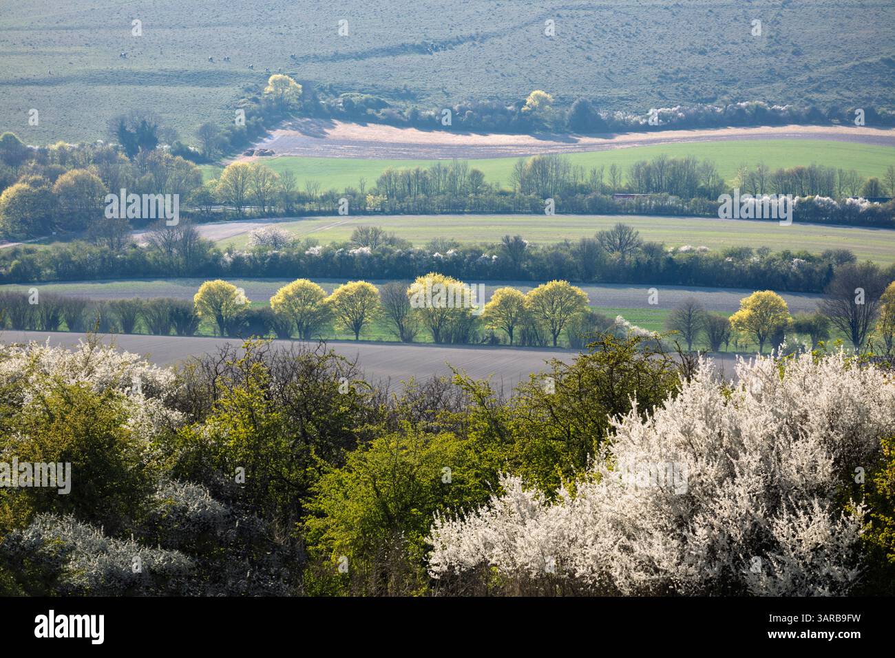 Farmland in spring with white blossom, Burghclere, Hampshire, England, United Kingdom, Europe Stock Photo