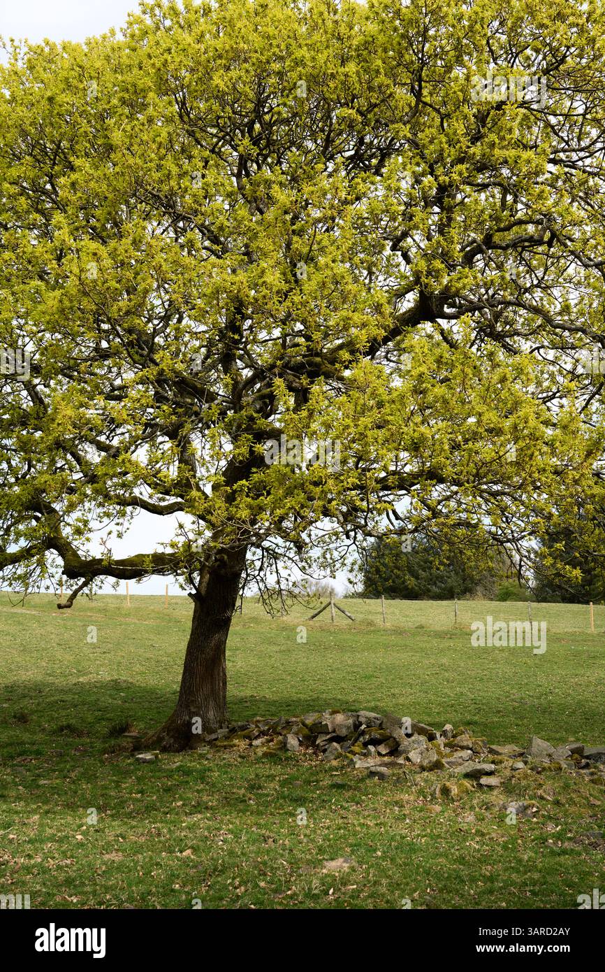 Spring budding oak tree hi-res stock photography and images - Alamy