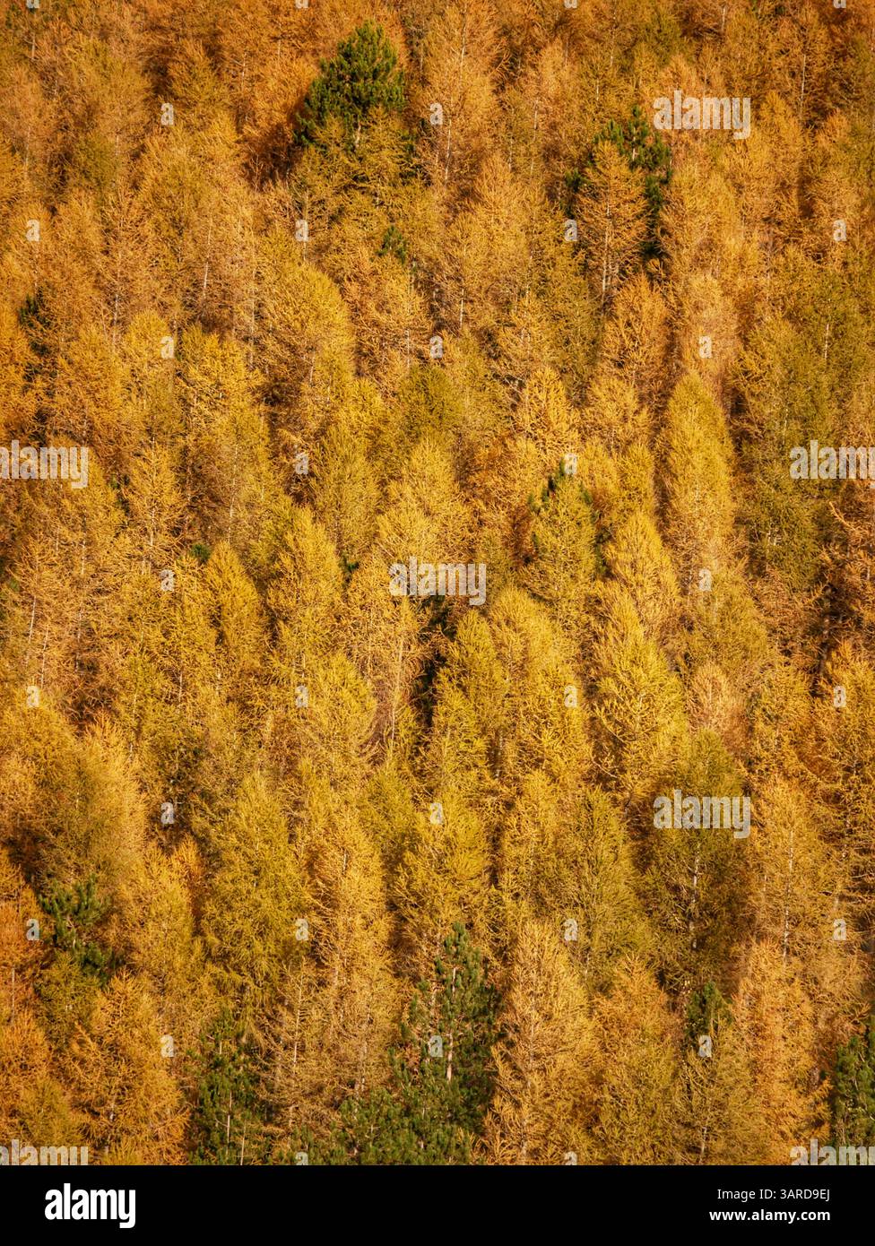 Picture of Piante alpino hi-res stock photography and images - Alamy