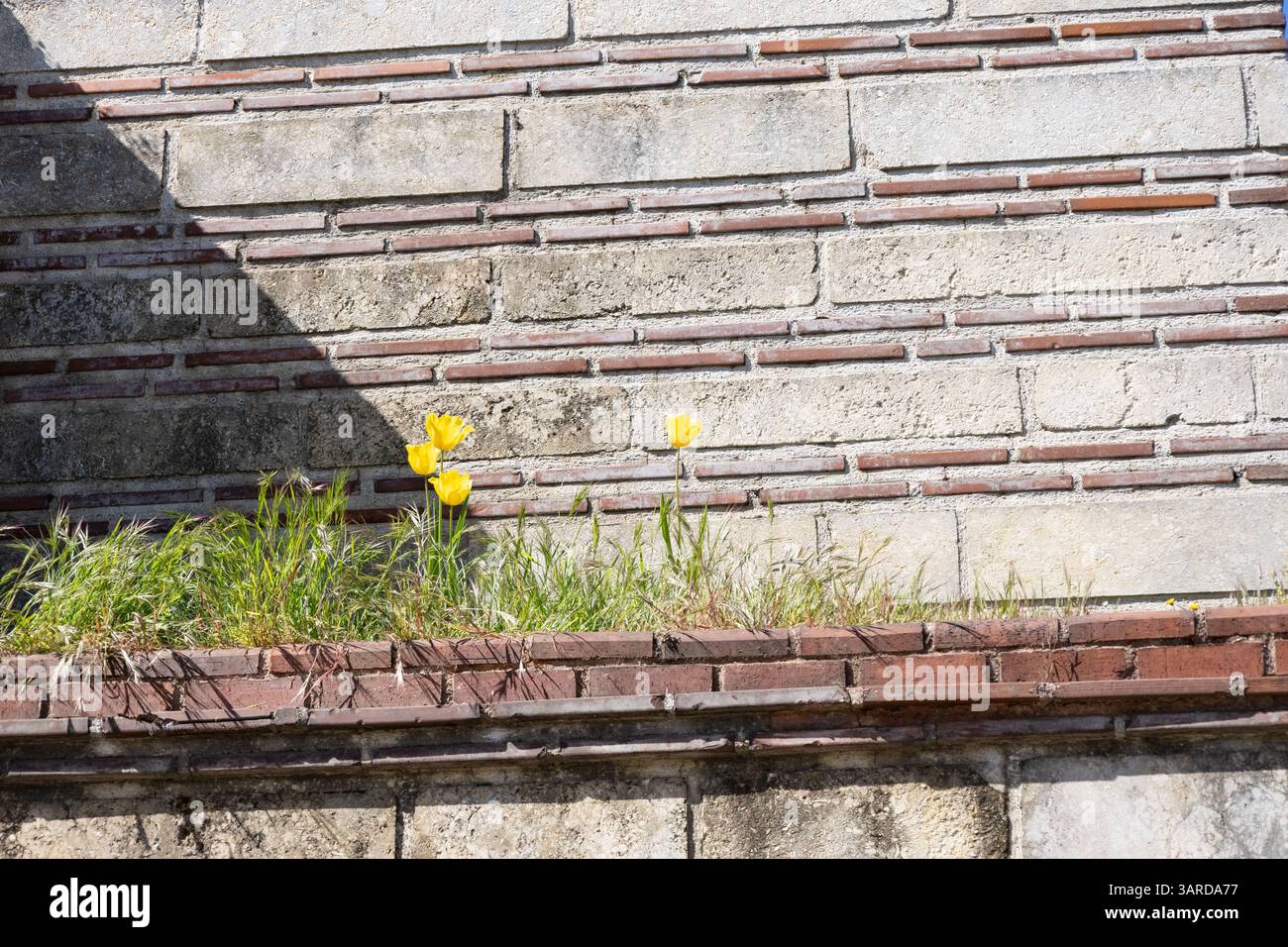 Old brick wall plants growing hi-res stock photography and images - Alamy