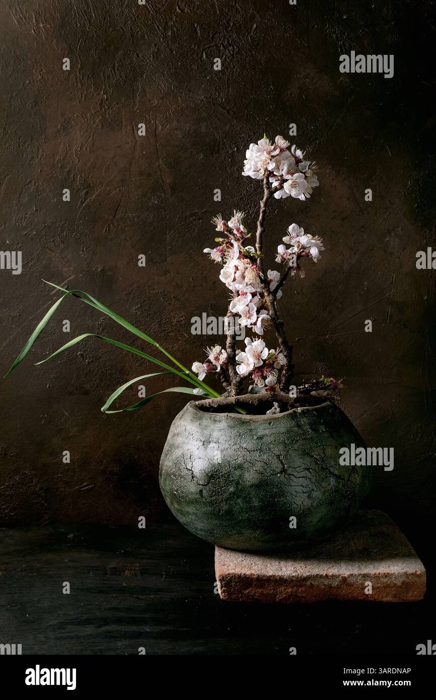 Blossom bonsai hi-res stock photography and images - Alamy