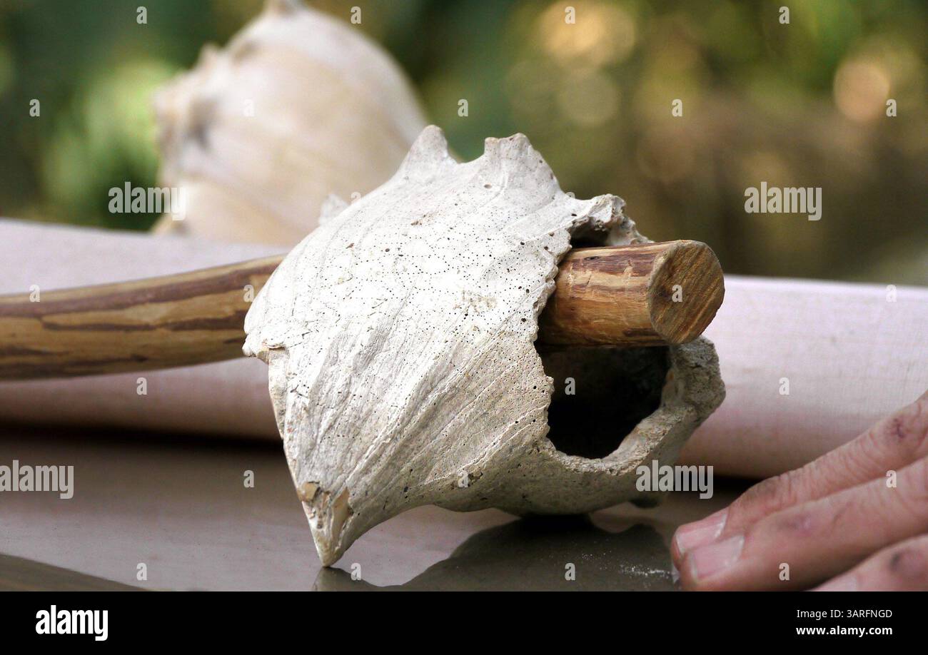 Whelk hole shell hi-res stock photography and images - Alamy